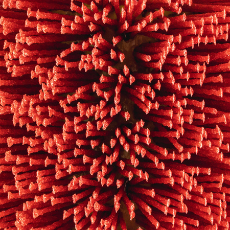 Szczotka NYLONOWA do satyniarki szlifierki 120X100 ściernica drewna P80